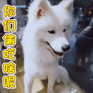萨摩耶