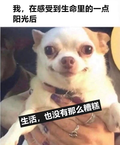 图片上方有文字'我，在感受到生命里的一点阳光后'，下方是一只被人捧在手心的白色吉娃娃，狗狗有着大大的眼睛，表情呆萌。图片底部有文字'生活，也没有那么糟糕'，整体传达出在感受到生活中的小美好后对生活的积极看法。