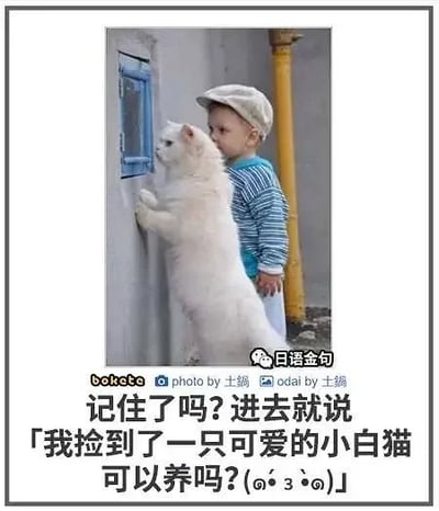 这是一张经过文字加注的旧图再创作静态单图，画面主体是一只通体雪白的猫咪，双爪扒在灰色墙面的小蓝色窗口上，专注地看向窗口内部；猫咪身旁站着一个戴着浅米色帽子、身穿蓝白条纹长袖上衣的幼儿，同样好奇地望向窗口内，画面氛围温馨治愈。图片下方配有幽默的中文文案：“记住了吗？进去就说「我捡到了一只可爱的小白猫 可以养吗?(๑•̀ㅂ•́)و✧」”，以戏谑的方式模拟想要养猫的人，试图用“捡到猫”的借口来获得养猫的许可，让温馨的画面增添了搞笑的趣味。图片右上角有“日语金句”的水印，底部标注了“bokete photo by 土鍋 odai by 土鍋”，显示了图片的原始来源和改编信息。
