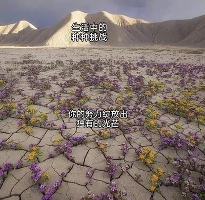 这是一张励志主题的图文内容，画面呈现了极端干旱的荒漠场景：土地因缺水严重龟裂，远处是被光影勾勒出轮廓的荒芜山丘，整体环境尽显生存的艰难。图中通过两段文字赋予画面深刻寓意，将恶劣的荒漠环境标注为“生活中的种种挑战”，而在干裂土地缝隙里顽强生长、绽放的紫黄相间的野花，则被诠释为“你的努力绽放出独有的光芒”，借由极端环境下生命的坚韧绽放，传递出在困境中坚持努力便能彰显自身价值的励志内核，鼓励人们在艰难境遇中不放弃，凭借努力展现自身的光彩。