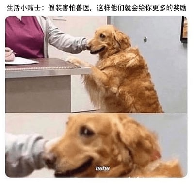 这是一张上下拼接的宠物趣味梗图，上方图片呈现的是在兽医诊所内，一只金毛犬前爪搭在诊台上，被兽医握住爪子，神态看起来局促不安，仿佛在害怕兽医；下方图片是这只金毛的特写，它露出了得意的坏笑，配文“hehe”。图片顶部配有中文文字“生活小贴士：假装害怕兽医，这样他们就会给你更多的奖励”，以拟人的手法，将金毛犬塑造成一个为了获取更多奖励而故意“装害怕”的“小聪明”形象，通过前后表情的反差制造出搞笑的效果，十分生动有趣，引发养宠用户的共鸣。