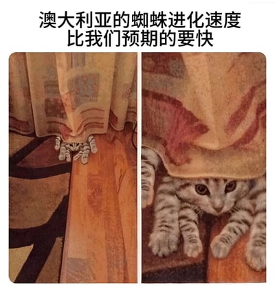 图片为左右对比图，上方配有文字“澳大利亚的蜘蛛进化速度比我们预期的要快”。左侧画面中，几只类似蜘蛛腿的小爪子从窗帘下方伸出，暗示小型蜘蛛；右侧画面中，一只带有条纹皮毛的猫正从同一窗帘下爬出，露出完整的头部和前爪，眼睛睁大，表情好奇。通过这种夸张对比，幽默地调侃澳大利亚蜘蛛体型庞大的刻板印象，仿佛蜘蛛已“进化”成猫的大小。