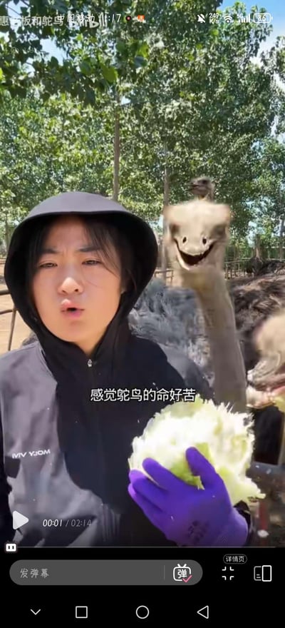 这是一段B站养殖鸵鸟的视频截图，画面中一位身着黑色连帽衫的人手持白菜，站在户外树林的鸵鸟养殖场地中，他皱着眉，神情略带感慨；身旁的鸵鸟头部被P上了咧嘴大笑的搞怪人脸，下方配文“感觉鸵鸟的命好苦”，严肃的配文和鸵鸟搞怪的笑脸形成强烈反差，制造出搞笑的效果。