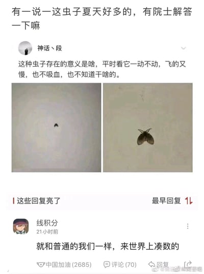 这是一张社交媒体截图，内容围绕夏天常见的家居飞虫展开讨论：顶部有匿名网友提问希望专业人士解答这类夏季高发飞虫的相关问题，用户“神话丶段”随后发出疑惑，称这种飞虫平时一动不动、飞行缓慢且不吸血，完全不清楚它存在的意义，同时附上两张该飞虫的照片，一张是远距离拍摄的小黑点形态，一张是近距离拍摄的飞虫特写。下方高赞评论来自用户“线积分”，用自嘲式的回复“就和普通的我们一样，来世界上凑数的”回应了提问，该评论获得2685个赞与70条评论，以接地气的方式引发网友共鸣。