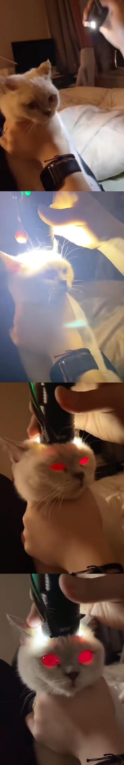 这是一组四格连环图，展示了一个趣味整活场景：起初一只浅色猫咪被人托在手臂上，神态萎靡；随后有人用手电筒对准猫咪的头顶照射，随着光线聚焦，猫咪的眼睛逐渐显现出亮眼的红光，仿佛被“充能”开启了变身模式，画面充满反差感，模仿科幻作品里的变身桥段，十分搞笑。