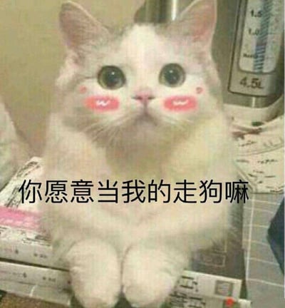一只白色猫咪坐在书本上，眼睛被P得又大又圆，脸颊上还添加了粉色腮红贴纸，表情呆萌可爱。图片底部配有文字“你愿意当我的走狗嘛”，形成一种反差萌的搞笑效果。猫咪的姿态乖巧，眼神无辜，与略带霸道的文字形成幽默对比。