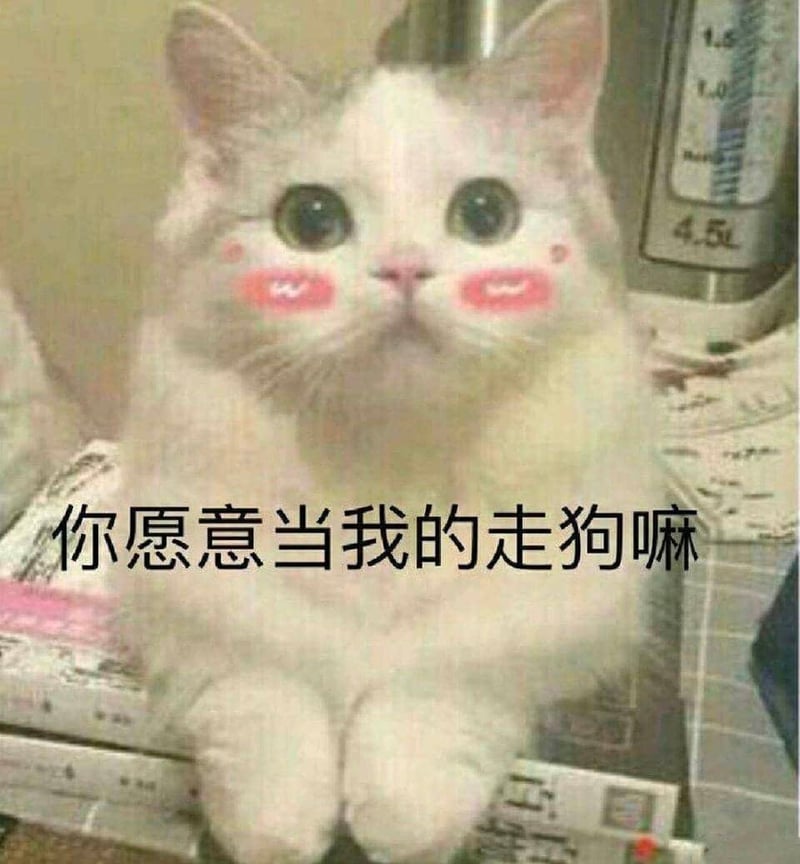 傲娇猫咪求当走狗表情包