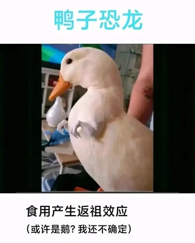 这是一张荒诞搞笑的合成梗图，图中主体是经过图像合成的虚构生物，它拥有鸭子的头部与身体，却长着类似恐龙的细小前肢，被标注为“鸭子恐龙”。图片顶部配有文字“鸭子恐龙”，底部则是玩笑式的说明文字：“食用产生返祖效应（或许是鹅？我还不确定）”。创作者通过虚构这种“返祖”生物来制造笑点，还调侃自己无法确定该生物是鸭子还是鹅，进一步增添了滑稽感，整体以荒诞的生物设定和戏谑的文字，营造出轻松搞笑的氛围，属于典型的社交平台趣味恶搞内容。