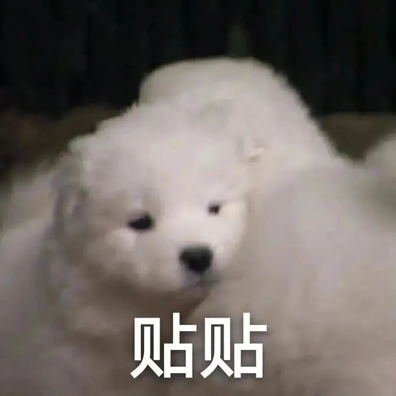 萨摩耶犬