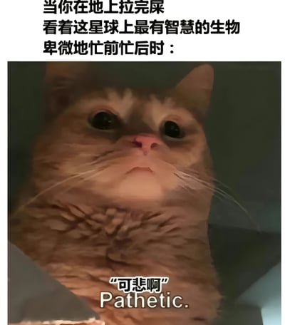 这是一张幽默梗图，上方文字写着"当你在地上拉完屎 看着这星球上最有智慧的生物 卑微地忙前忙后时："，下方是一只橘猫抬头看人、表情略带不屑的特写照片，猫的下方配有文字"可悲啊 Pathetic."。图片通过拟人化手法，幽默地表现了宠物猫看待人类铲屎官清理粪便时的高傲态度，形成一种角色反转的喜剧效果。