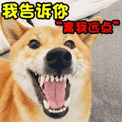 柴犬龇牙警告：离我远点！