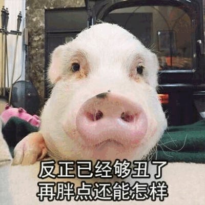 图片中是一只白色宠物猪的特写，它有着粉嘟嘟的鼻子，眼神淡然地直视镜头，表情看起来有些无所谓。图片底部配有文字“反正已经够丑了 再胖点还能怎样”，通过拟人化的手法，让小猪仿佛在进行自我调侃，以幽默的方式表达了一种对身材和外貌的“摆烂”心态，让人会心一笑。