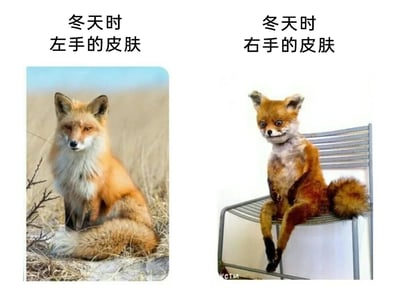 这是一张左右分栏的对比类搞笑梗图，左侧展示了一只神态沉稳、毛发顺滑健康的野生赤狐，它安静地坐在野外的枯草地面上，上方配文“冬天时左手的皮肤”，用来指代冬天里保养较好、状态正常的手部皮肤；右侧则是一个制作失败的狐狸标本，它神态怪异、面部扭曲，以模仿人类的滑稽坐姿瘫在金属椅子上，上方配文“冬天时右手的皮肤”，用来调侃冬天里人们常用的右手，因为频繁活动、接触各类物品、皮肤干燥等原因，状态会变得糟糕，如同这个怪异的标本一样“崩坏”。整张图用夸张的动物对比，生动又搞笑地表现了冬季人们左右手皮肤状态差异的日常现象，容易引发共鸣。