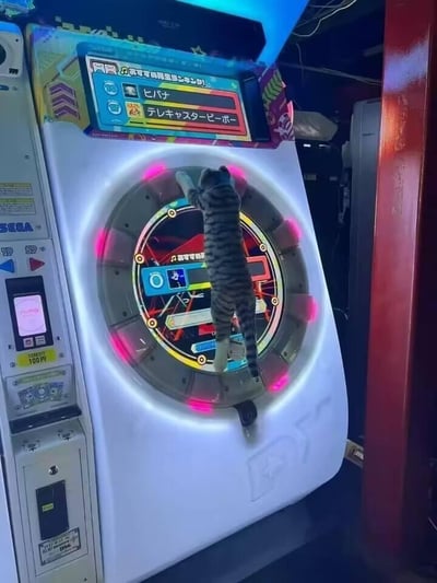 这张照片记录了一只虎斑猫咪在游戏厅内的有趣瞬间：猫咪整个身体贴在SEGA出品的CHUNITHM音游街机的白色面板上，两只前爪扒住圆形的操作区域，姿态看起来就像在认真游玩音游一样。街机的上方屏幕显示着日文的歌曲选择界面，能看到「火花（ヒバナ）」「Telecaster B-Boy（テレキャスタービーボー）」等歌曲选项，还有「不可靠的判定练习」的字样；机器左侧带有SEGA的品牌标识，以及「投入100PT」的投币提示，整体场景充满了反差感与趣味性，猫咪的认真模样十分可爱，让人忍俊不禁。