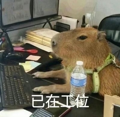 这是一张充满趣味的职场梗图，画面中一只戴着绿色牵引背带的水豚，前爪搭在摆放着键盘、双显示器、文件、便签、鼠标、矿泉水瓶等办公用品的办公桌上，神态平静淡定，仿佛正以打工人的姿态“坐在”工位上。图片下方配有白色文字“已在工位”，通过拟人化的手法，将水豚佛系淡定的特质与当代职场人麻木上班的状态结合，调侃打工人的日常职场生活，传递出一种无奈又佛系的职场情绪。