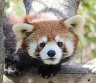 一只毛茸茸的小熊猫正趴在树枝上，圆溜溜的眼睛直视镜头，耳朵竖起，表情呆萌可爱。背景似乎是户外的自然环境，光线明亮，凸显出小熊猫棕红色的毛发和白色的面部斑纹。