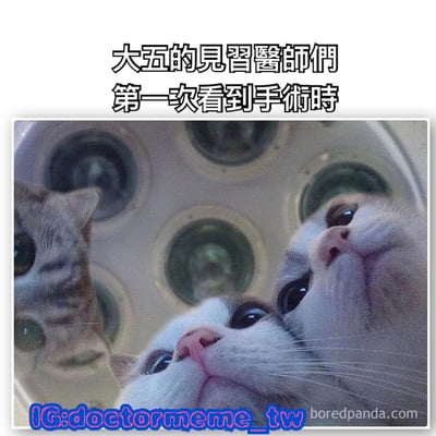 图片展示了三只猫仰头好奇地看着上方，背景是手术灯。上方文字写着'大五的見習醫師們第一次看到手術時'，幽默地将医学生初次观看手术的好奇与猫的表情联系起来。