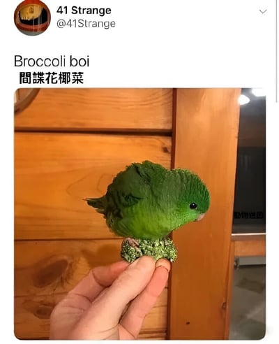 社交媒体帖子截图，内容为一只小型绿色鹦鹉栖息在西兰花 florets 上，被一只手托着。鹦鹉全身翠绿，羽毛蓬松，与西兰花颜色高度相似，仿佛伪装其中。图片上方配有文字“Broccoli boi 间谍花椰菜”，通过鹦鹉与西兰花的颜色联想制造幽默效果，戏称其为“间谍花椰菜”。