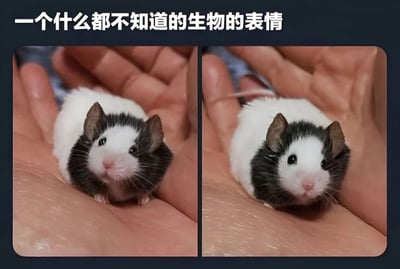 图片为左右对比的双栏结构，展示了一只黑白毛色的小老鼠被捧在人类手掌中的场景。老鼠体型小巧，头部黑色、身体白色，耳朵竖起，眼睛圆睁，表情呈现出一种懵懂、茫然的状态，完美契合顶部文字“一个什么都不知道的生物的表情”所描述的内容。两张图片中老鼠的姿势和表情基本一致，仅细微角度略有不同，整体画面温馨可爱，通过动物的纯真神态传递出“无知”的幽默感。