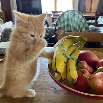 一只毛茸茸的小橘猫站在木桌上，前爪扶着装满香蕉、苹果和梨的水果碗，另一只爪子可爱地捂住小鼻子，低头盯着碗里的香蕉，表情看起来有些困惑又谨慎。背景是温馨的室内环境，有电视、木质桌椅和绿色格子布，整体画面充满生活气息和萌趣感。