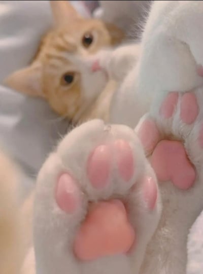 这张实拍照片中，一只橘白相间的猫咪躺在柔软的浅色床品上，将两只粉粉嫩嫩的肉垫爪子举到镜头前，占据画面主要视觉位置。猫咪的脸在后方，睁着圆溜溜的无辜大眼睛，看起来软乎乎的，仿佛在向观看者撒娇展示自己的可爱小肉垫，整体氛围治愈又充满萌感，没有双关、谐音梗或其他暗示内容。