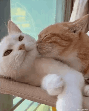 这是一段记录猫咪互动的GIF动态图，画面中两只猫咪趴在窗边的猫吊床上，橘色猫咪闭着眼睛，亲昵地反复舔舐旁边白色猫咪的脸颊，而白色猫咪则睁着眼睛，露出一脸无奈又略带嫌弃的表情，两者的神态形成有趣反差，画面治愈又搞笑。