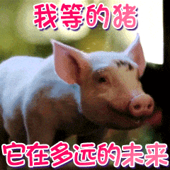 等不到的猪？魔性循环GIF