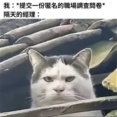 这张梗图用猫咪探头窥探的画面形象地表现了“匿名”职场问卷其实并不真正匿名的调侃。上方文字描述员工填写匿名问卷，下方则用猫好奇偷看的姿态比喻第二天经理已经知道是谁填的，形成搞笑和无奈的反差，充满年轻网友的自嘲和共鸣。这种用动物拟人化反映职场现象的方式易于引发共鸣，并带有一定程度的玩梗意味。