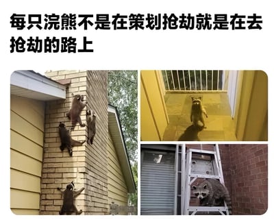 这张图片是一个幽默的浣熊主题梗图，上方配有文字'每只浣熊不是在策划抢劫就是在去抢劫的路上'。图片由三张真实浣熊照片组成：左侧是三只浣熊正在攀爬砖墙；右上角是一只浣熊透过带栏杆的窗户向内窥视；右下角是一只浣熊站在梯子上，似乎在准备闯入建筑物。整体通过拟人化的方式，幽默地表现了浣熊喜欢闯入人类住所寻找食物的习性。