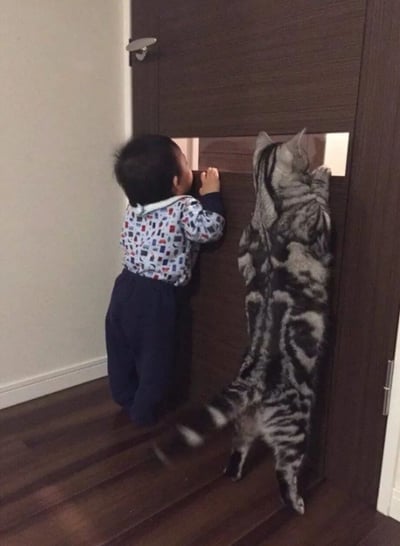 室内场景中，一名穿着蓝白印花上衣和深蓝色裤子的幼儿与一只灰白相间的虎斑猫并排站立，两者均用前爪扒着深棕色木门，努力踮脚看向门上的长方形玻璃窗，动作同步，画面充满童真与萌趣。地板为深色木质，左侧墙壁为浅色，整体氛围温馨治愈。