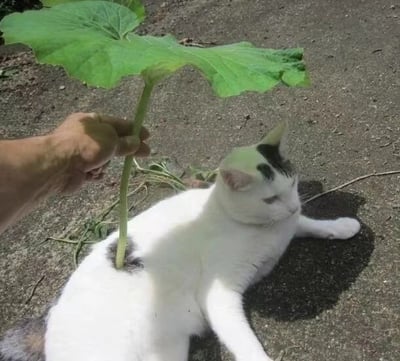 一只黑白相间的奶牛猫淡定地趴在地上，一只人手正拿着一片大绿叶，巧妙地放在猫咪的背上，营造出叶子从猫咪身上长出来的有趣视觉效果。猫咪似乎对这个恶作剧毫不在意，依旧悠闲地伸展着身体，享受着片刻的宁静。整个画面充满了生活情趣和幽默感，展现了人与宠物之间轻松愉快的互动。