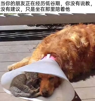图片中一只金毛犬戴着白色伊丽莎白圈，安静地趴在木质地板上，一只虎斑小猫蜷缩在它的伊丽莎白圈内，形成温馨的依偎画面。上方文字写道：“当你的朋友正在经历低谷期，你没有说教，没有建议，只是坐在那里陪着他”，用动物间的陪伴场景比喻朋友间无需言语的默默支持，传递出温暖治愈的情感。