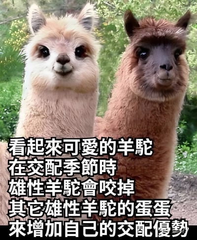 图片中展示了两只羊驼，左侧为浅棕色毛发，右侧为深棕色毛发，它们并排站立在绿色植物背景前，表情平静。图片下方有醒目的白色文字，内容为：“看起來可愛的羊駝在交配季節時雄性羊駝會咬掉其它雄性羊駝的蛋蛋來增加自己的交配優勢”，揭示了羊驼在交配季节的特殊行为，形成可爱外表与凶猛行为的反差。