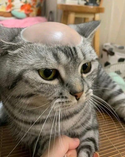 一只灰色虎斑猫的特写照片，它的头顶上被P上了一个光滑的透明圆顶物体，看起来像一个小型头盔或医疗装置。猫咪有着绿色的大眼睛，表情显得有些困惑和无辜，正被人轻轻抚摸着爪子。背景是温馨的室内环境，有木质家具和布艺装饰，整体画面既滑稽又可爱。