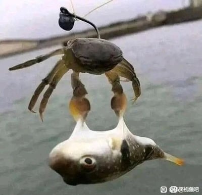 这是一张经过P图改编的静态单图，画面中一只螃蟹的背部被鱼钩勾住，它的两只钳子与一条鱼的身体部分拼接在一起，视觉上营造出螃蟹正用钳子“举着”这条鱼的荒诞效果。背景是开阔的水域和远处的岸堤，整体场景结合钓鱼的设定，充满了搞笑、新奇的趣味，属于通过图像合成制造的创意搞笑内容，没有双关或谐音梗等额外隐含含义。
