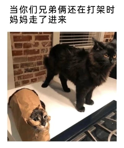 这是一张搞笑宠物梗图，采用顶部配文加下方实景照片的形式。顶部文字为“当你们兄弟俩还在打架时 妈妈走了进来”，下方实景图中，一只玳瑁猫的脑袋从皱巴巴的牛皮纸袋里探出，神情局促，旁边站着一只毛发炸起的黑色长毛猫，两只猫都看向同一个方向，神态僵硬，完美还原了打闹到一半被家长当场抓包的窘迫状态，极具共鸣感。