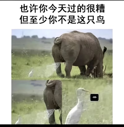 图片上方配有文字“也许你今天过的很糟 但至少你不是这只鸟”，下方是一张野生动物照片。照片中一只犀牛正在草地上低头吃草，它的后方有一只白鹭站立着。图片下方还有一个小图，是犀牛臀部和白鹭的特写，旁边有一个“+”号图标。这张图通过对比的方式，用幽默的口吻安慰那些可能度过了糟糕一天的人。