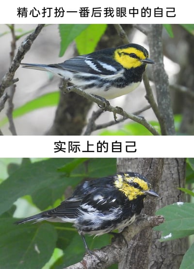 这是一张采用上下对比形式的图文梗图，上方配文“精心打扮一番后我眼中的自己”，对应一只羽毛整齐油亮、色彩鲜明的黄黑纹小鸟，它姿态优雅地稳稳站在细树枝上，神态淡定，看起来精致利落、自信从容；下方配文“实际上的自己”，对应一只羽毛凌乱炸毛、看起来有些邋遢的同种类小鸟，它抓着粗树枝，神态略显窘迫，形象和上方形成强烈反差。这张图用鸟类的不同状态，幽默调侃了人们在精心打扮后，自我认知中的完美形象和实际形象之间的落差，十分贴合日常生活中的心理感受。