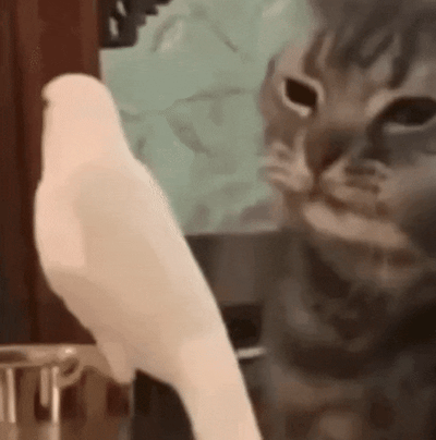 一只灰色虎斑猫正伸出爪子试图触碰一只白色的鸟，而白鸟则淡定地站在原地。猫咪的眼神充满好奇，动作轻柔，似乎在小心翼翼地探索这个羽毛朋友。整个场景展现了动物间有趣的互动瞬间，猫咪的好奇心与鸟类的镇定形成鲜明对比。