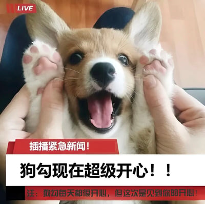 一张以新闻播报风格呈现的图片，画面中央是一只表情非常开心的柯基犬，它张着嘴巴，露出舌头，眼睛瞪得大大的，显得十分兴奋。两只前爪被人类的手轻轻托着，放在脸颊两侧，仿佛在做出惊讶或开心的表情。图片上方有红色的"LIVE"标识，下方配有新闻式标题"插播紧急新闻！狗勾现在超级开心！！"，以及补充说明"注：狗勾每天都很开心，但这次是见到你的开心！"。整体画面充满了可爱和温馨的氛围，用幽默的方式表达了狗狗见到主人时的喜悦之情。