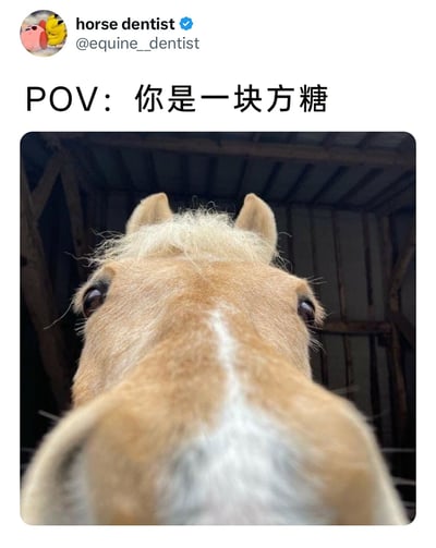 这是一张推特（X）平台的社交媒体截图，顶部显示认证用户“horse dentist”（账号@equine__dentist）的信息，配文为“POV：你是一块方糖”。下方是一张近距离拍摄的浅棕色马的脸部特写，马的额头带有白色纹路，浅黄色鬃毛略显凌乱，双眼直视镜头，脸部凑得极近，模拟出“方糖”视角下，马即将靠近并吃掉自己的场景，通过视角转换营造出强烈的代入感，充满趣味与幽默感。