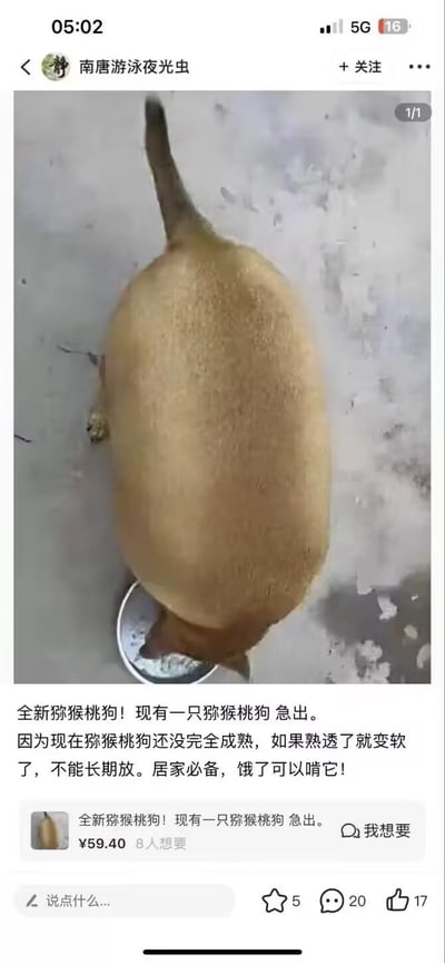 这是一张二手交易平台的用户发帖截图，图中一只狗狗低头进食，因视角错位，身体看起来酷似一个猕猴桃。发布者借此玩梗，将狗狗称为“猕猴桃狗”并发布售卖帖，文案写道：“全新猕猴桃狗！现有一只猕猴桃狗 急出。因为现在猕猴桃狗还没完全成熟，如果熟透了就变软了，不能长期放。居家必备，饿了可以啃它！”，还标注价格59.40元，显示有8人想要，帖子获得了5个收藏、20条评论和17个点赞。利用视觉错位的效果，结合二手售卖的形式，打造出荒诞搞笑的玩梗内容，趣味十足。