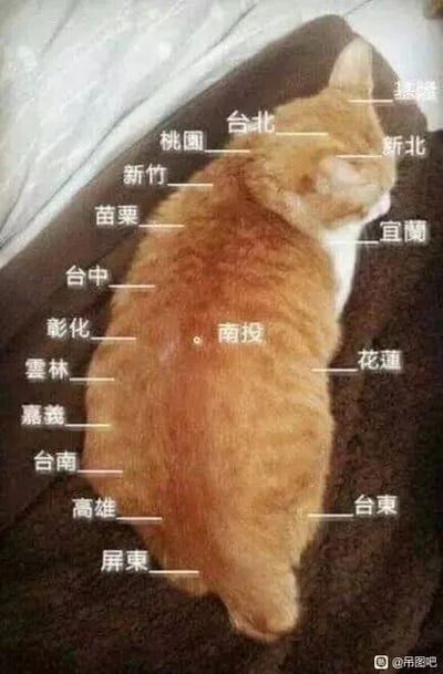 这是一张趣味创意的文字加注图，以一只侧躺的橘猫身体为载体，将台湾地区的各个县市名称对应标注在猫的不同部位，用猫的身体轮廓类比区域分布，把宠物形象和地理区域结合，以生动有趣的方式呈现区域划分，整体风格轻松诙谐，没有双关、谐音梗或暗示内容。