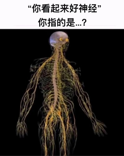这是一张结合医学素材与网络趣味梗的二次创作图，图中上方设置了两段对话文字：“你看起来好神经”与“你指的是...?”，下方主体是一张展示人体全身神经系统的医学可视化图，创作者在图的头部位置添加了一对卡通风格的小眼睛，将神经系统拟人化。图中的核心笑点来自“神经”一词的双关含义：既可以是日常口语中形容人“精神状态怪异、不正常”的调侃，也可以指代图中呈现的人体生理结构——神经系统，通过这种巧妙的双关，把严肃的医学内容转化为诙谐幽默的网络梗图，适合用来幽默回应他人的调侃。