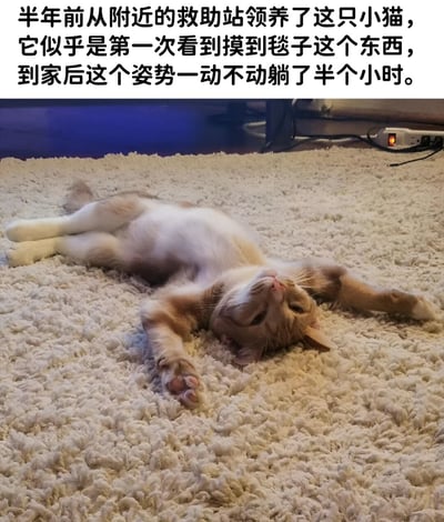 图片上方是一段文字说明，讲述半年前从救助站领养的小猫第一次见到毯子，到家后以四肢伸展、肚皮朝上的姿势在米色地毯上一动不动躺了半个小时。图片主体是一只橘白相间的小猫，正惬意地仰卧在蓬松的地毯上，眼神放松，姿态舒展，展现出对新环境中毯子的好奇与喜爱。