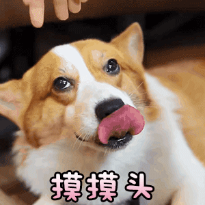 柯基被摸头时的治愈反应 萌化了！