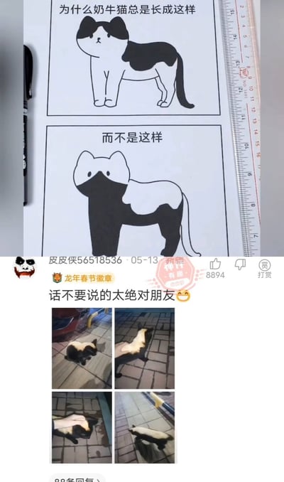 这张梗图由上下两部分组成。上半部分是两张手绘的奶牛猫对比图，第一张图配文“为什么奶牛猫总是长成这样”，画的是一只头部和背部为黑色、身体其余部分为白色的奶牛猫；第二张图配文“而不是这样”，画的是一只头部为白色、身体其余部分为黑色的奶牛猫。下半部分是一条评论“话不要说的太绝对朋友😏”，评论下方配有四张真实奶牛猫的照片，这些猫咪的毛色分布与第二张手绘图相似，以此反驳第一张图的观点，形成幽默效果。