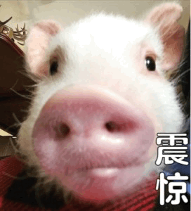 小白猪震惊表情特写