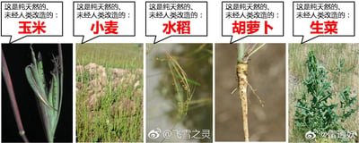 这是一组由五张图拼接而成的科普内容，分别展示了玉米、小麦、水稻、胡萝卜、生菜这五种日常常见作物的野生原始形态：野生玉米只有细小的穗和少量籽粒，野生小麦如同普通野草，野生水稻穗小且籽粒稀疏，野生胡萝卜是细小的直根，野生生菜则是带刺的粗犷植株。这些野生形态和我们日常食用的人工培育品种差异巨大，直观展现了人类长期驯化作物带来的巨大改变，让人颠覆对这些作物的固有认知。