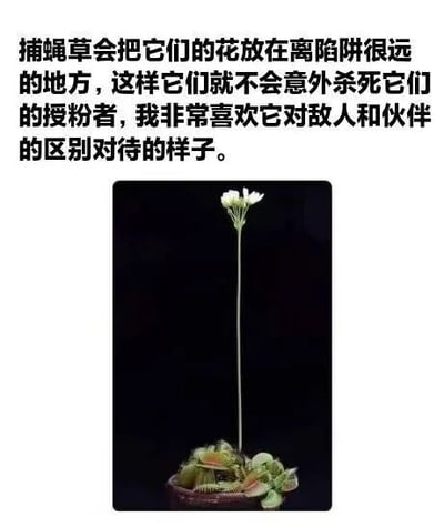 图片上方为黑色文字说明：“捕蝇草会把它们的花放在离陷阱很远的地方，这样它们就不会意外杀死它们的授粉者，我非常喜欢它对敌人和伙伴的区别对待的样子。” 下方是一张捕蝇草的实物照片，背景为纯黑色，捕蝇草的绿色陷阱叶片位于底部，中央伸出一根细长的花茎，顶部开着几朵小巧的白色花朵，清晰展示了花朵与陷阱分离的生长特征。
